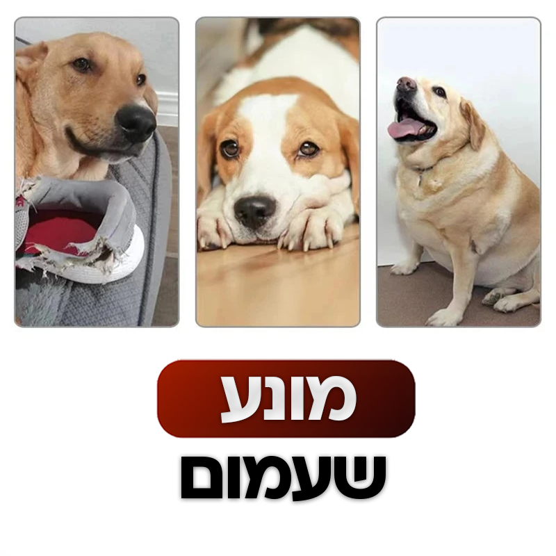 משגר כדורים לכלב